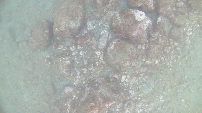 カメラで撮影した海底写真