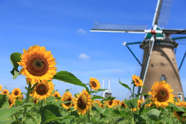 オランダ風車を背景に ゴッホ が2万本 千葉県佐倉市で 風車のひまわりガーデン を開催 7 8 7 23 佐倉市のプレスリリース