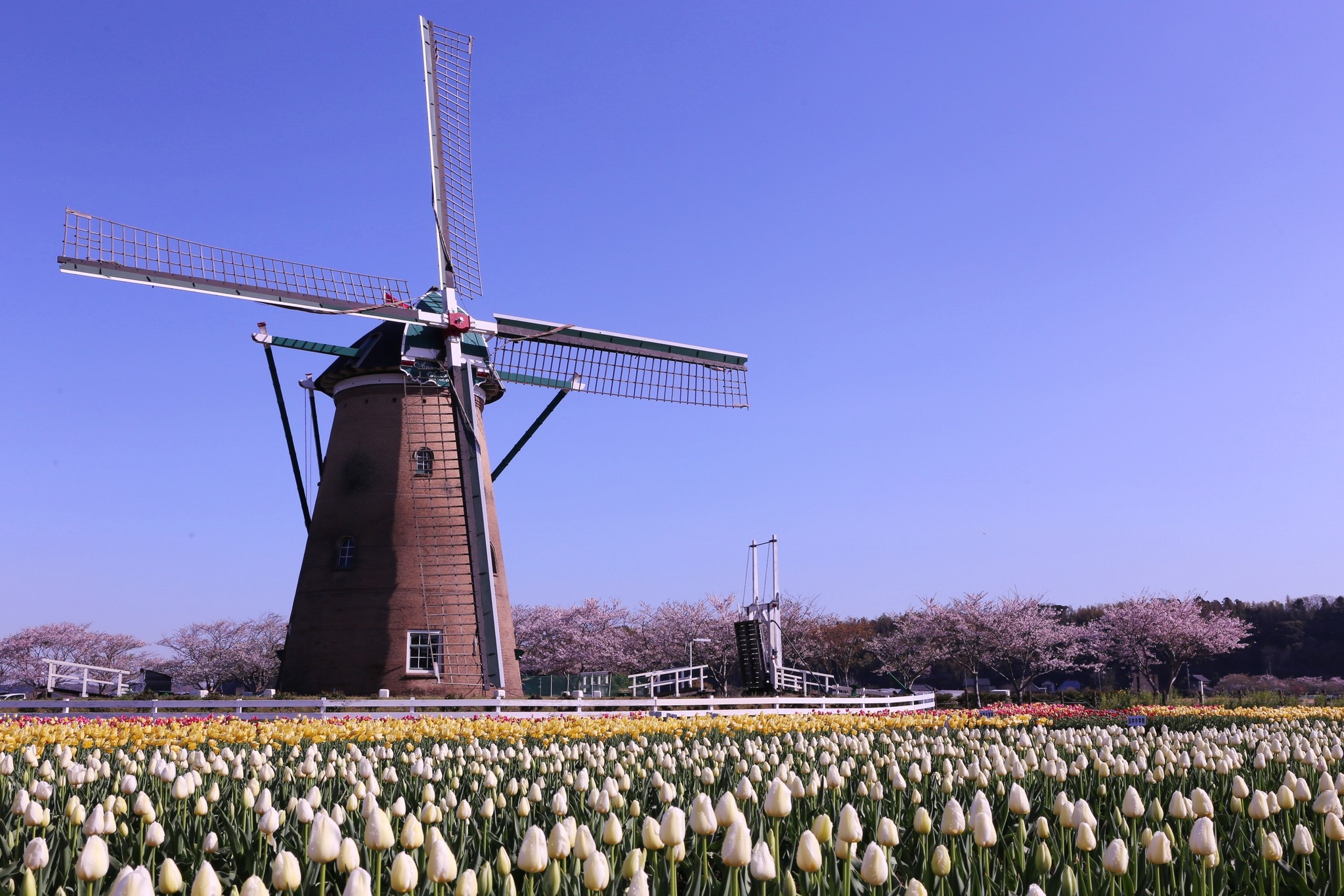 絶景 30万本のチューリップ畑 佐倉チューリップフェスタ21 を開催します 千葉県佐倉市 4 3 4 25 佐倉市のプレスリリース