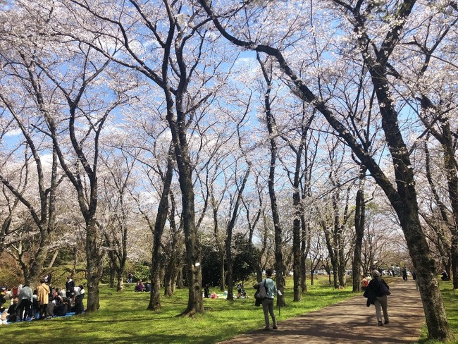 佐倉城址公園の桜 佐倉城址公園の桜