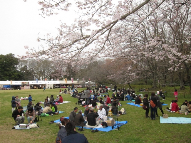《佐倉城址のさくら》期間中は、桜を眺めながらピクニック気分で！