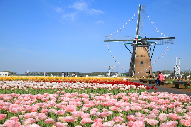関東最大級 67万本のチューリップとオランダ風車が共演する絶景 佐倉市のプレスリリース