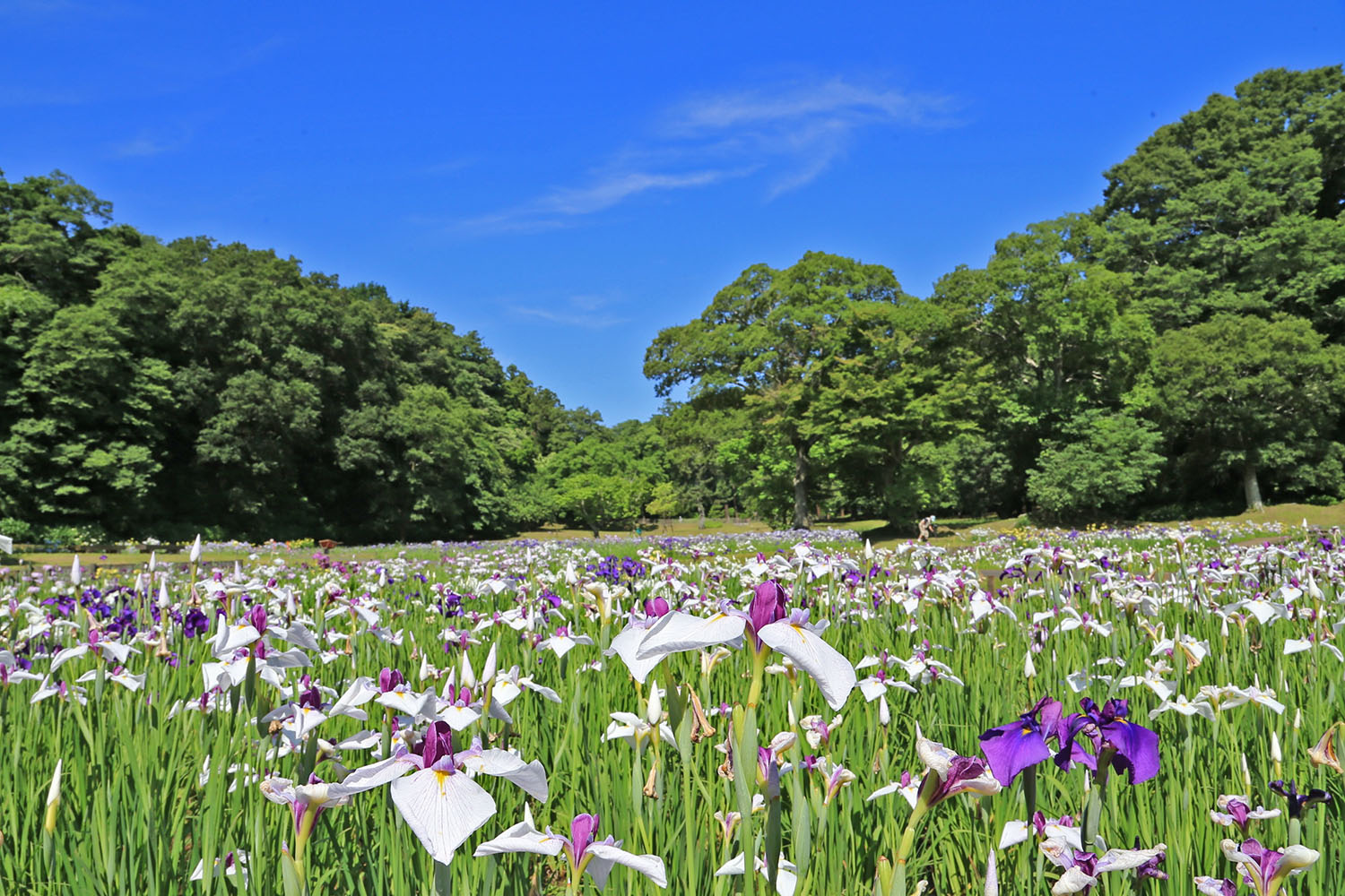 いまが見ごろ 佐倉城址公園に咲く9 000株色とりどりのハナショウブ 千葉県佐倉市 佐倉市のプレスリリース