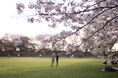 【千葉県佐倉市】日本100名城に咲く千本桜!「佐倉城址のさくら」開催(3/27~4/1)