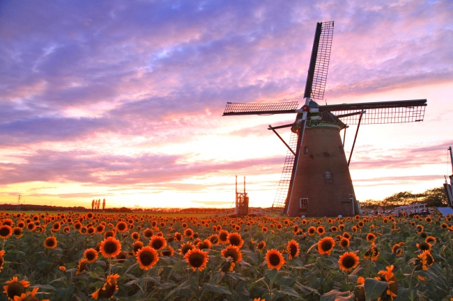 オランダ いいえ 千葉です 風車のひまわりガーデン 7 6 7 21 千葉県佐倉市 佐倉市のプレスリリース
