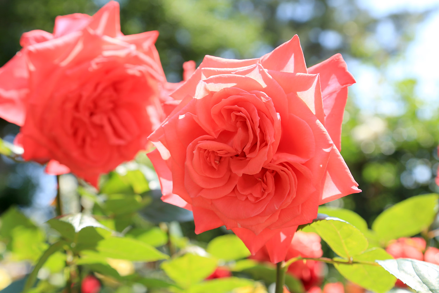 世界が認めた千葉県佐倉市のバラ園で 5 19 6 4にローズフェスティバルを開催 佐倉市のプレスリリース