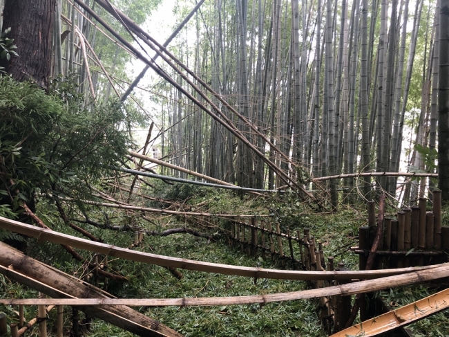 BEFORE　美しい竹林が魅力の「ひよどり坂」にも被害が…（9月10日撮影）