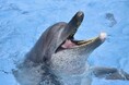 【沖縄美ら海水族館】海で遊ぶときはライフジャケットを着用しよう!「オキちゃん」「ムク」一日名護海上保安署長に就任!