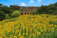 【海洋博公園】黄色に染まるひまわり畑が熱帯ドリームセンター(愛称：美ら島植物園)に登場！「ひまわり畑とひまわり展」開催