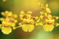 【海洋博公園】～黄金色の花に包まれる～ オンシジウム・スファケラツム開花
