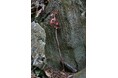 【海洋博公園】～極めて珍しい展示！“キノコと共生する植物”～ 野生ラン「イモネヤガラ」開花株を展示！