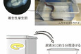 【沖縄美ら海水族館】「サメの人工羊水」を応用した新たな魚類寄生虫の駆除法を開発