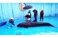 【（一財）沖縄美ら島財団】ハワイ沿岸の絶滅危惧オキゴンドウの健康変動を解明　沖縄美ら島財団らの共同研究成果が国際学術誌に掲載