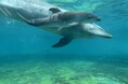 【沖縄美ら海水族館】バンドウイルカの赤ちゃんが誕生！母マールと元気に泳ぐ様子が観察できます