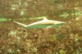【沖縄美ら海水族館】世界初※「ホウライザメ」の飼育下繁殖に成功!!生後1年の幼魚を公開