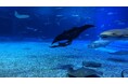 【沖縄美ら海水族館】世界初!水族館生まれのブラックマンタ!!(2024年12月10日より親仔展示開始)