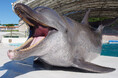 【沖縄美ら海水族館】みなさまの笑顔を守ります!イルカショーの主役「オキちゃん」一日警察署長に就任