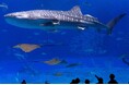 【沖縄美ら海水族館】世界最長飼育記録を更新中のジンベエザメ「ジンタ」まもなく飼育30年を迎えます