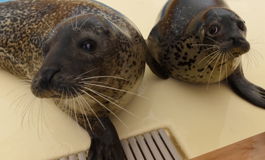 名古屋港水族館のアザラシに北海道網走市の流氷をプレゼント ごまちゃん納涼作戦 流氷贈呈セレモニー開催 中部国際空港株式会社のプレスリリース