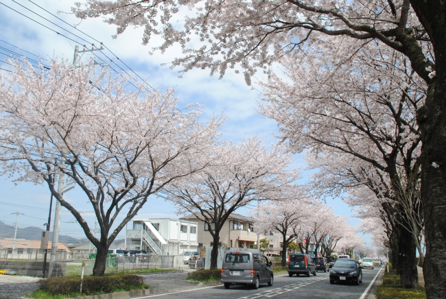 はだの桜みち