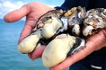 【能登復興を応援】奇跡の「七尾牡蠣」と地酒14種飲み比べ│石川・山中温泉～能登のめぐみを未来へつなぐ美食旅