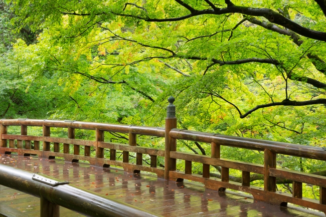北陸随一の景勝地と謳われる「こおろぎ橋」は総檜造り。  新緑に映え、  雨の日の趣もひときわ際立つ