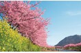 【つるやの桜まつり】桜道明寺(桜餅)、桜甘酒、さくら綿あめ、お菓子の舟盛、花火etc. 河津桜や雛のつるし飾りまつりへも♪