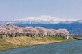 加賀・山中温泉に咲く【3000本の桜めぐり】マップ、ガソリン券or館内利用券2000円分、春の旬「桜鯛」プレゼント