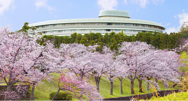 例年のホテル周辺　桜並木の様子