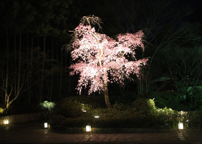 ロビーラウンジ 水の音から鑑賞いただける 例年の夜桜の様子