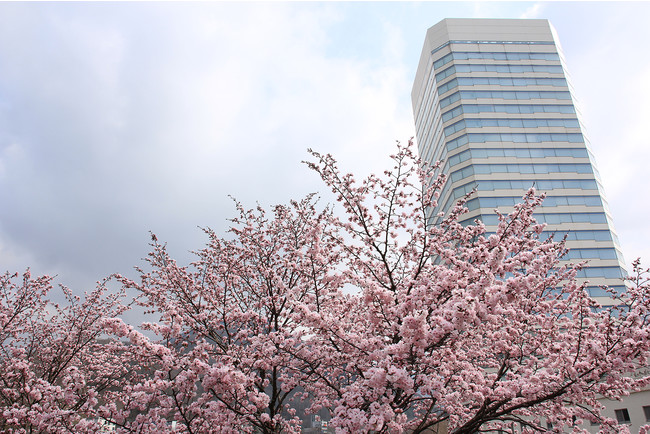 桜の開花(苗場プリンスホテル付近)