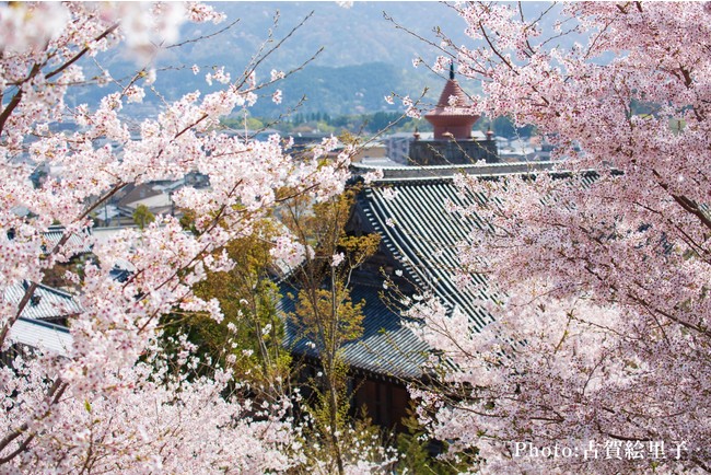 妙満寺の森 妙満寺の森