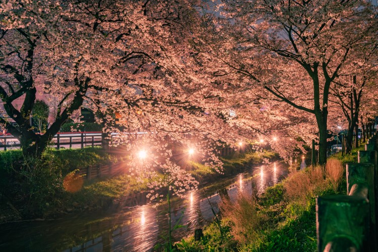 川越プリンスホテル 密を避け プライベートなお花見を満喫 人力車で巡る川越 夜桜ツアー付きご宿泊プランを販売 株式会社西武 プリンスホテルズワールドワイドのプレスリリース