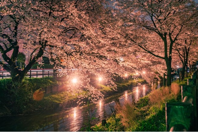 川越夜桜スポット「新河岸川の桜」