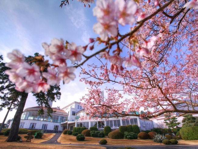 川奈ホテルで温泉と桜を楽しむ