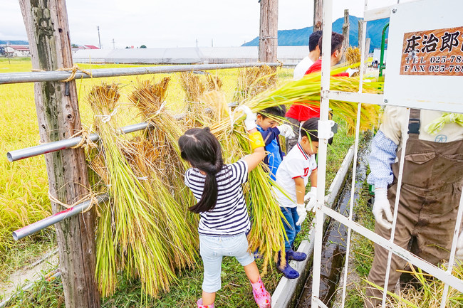 稲刈り体験後のはざかけの様子（イメージ）