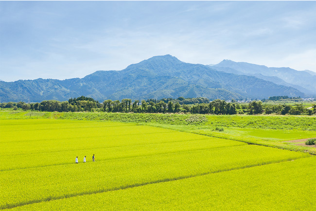 南魚沼市にある庄治郎商会の田んぼ