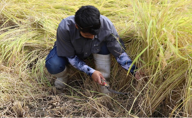 成長した稲を収穫