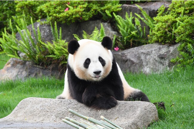 ジャイアントパンダ 結浜