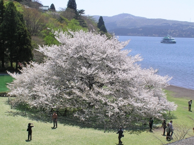 樹齢100年の湖畔の一本桜