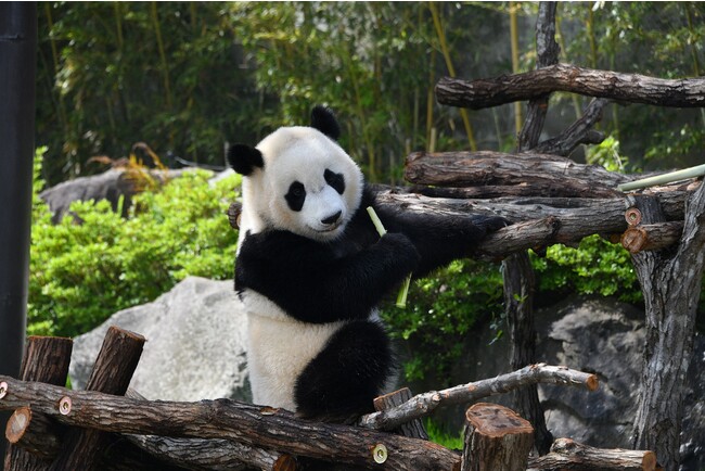 ジャイアントパンダ 楓浜