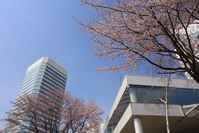 ホテル前に開花した桜（4月27日現在）