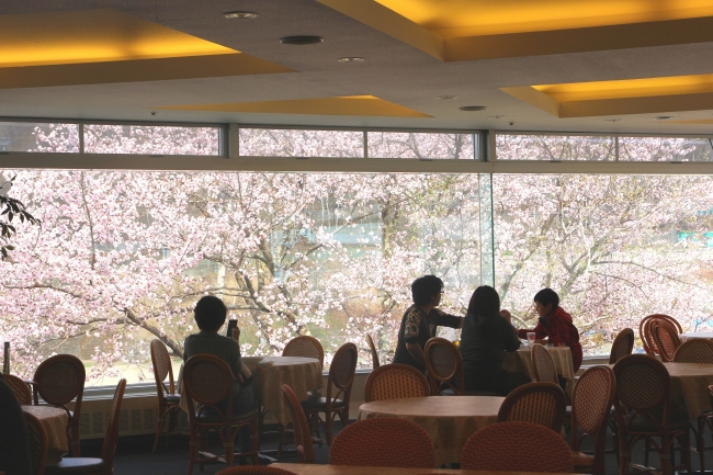 レストラン アゼリアから見ることのできる桜