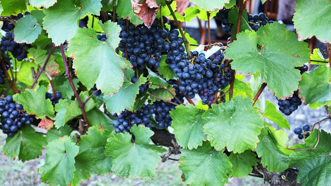 醸造用の葡萄