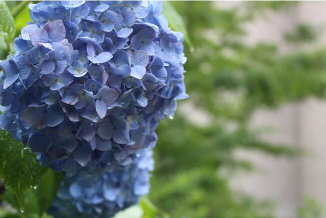 ホテルの中庭の紫陽花