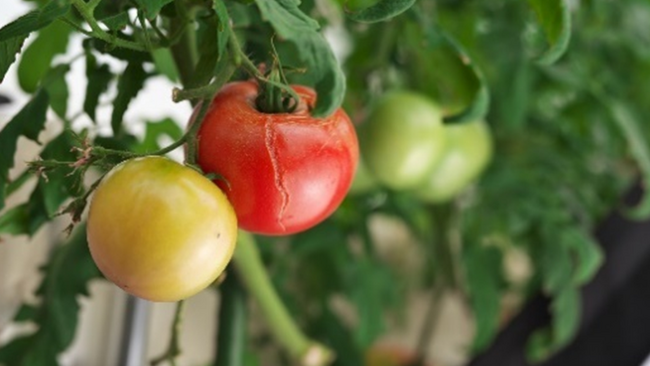 規格外で廃棄になるトマト 規格外で廃棄になるトマト