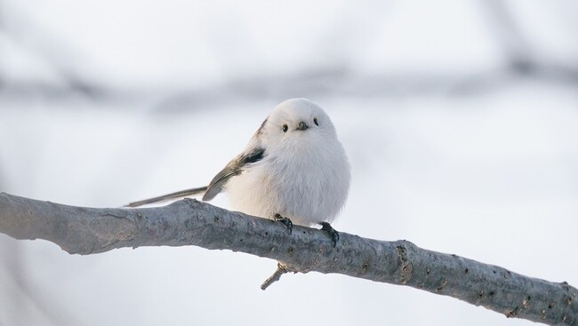 雪の妖精「シマエナガ」