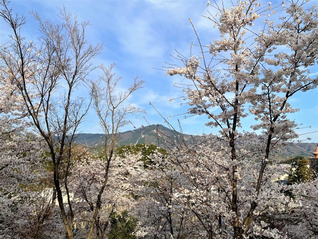 【ザ・プリンス 京都宝ヶ池】非公開の名所とホテル中庭、洛北の桜を愛でる特別な2つのプログラムを提供１.顕本法華宗 総本山 妙満寺の森「サクラ山」特別入場 ２.ホテル中庭 “HANAMI”Cafe