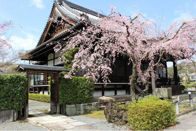 妙満寺 風情あるしだれ桜