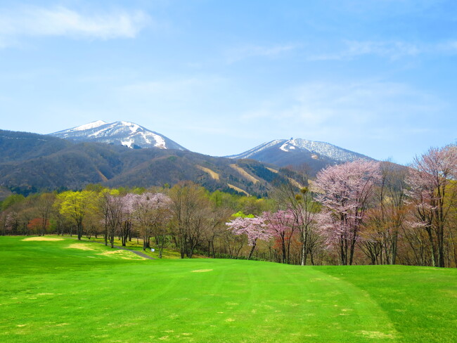 雫石ゴルフ場から見た　山の残雪と桜